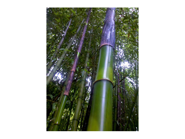 Vendo  canne di bambù bambu aventi diametro da 1 cm. fino a 11 cm.