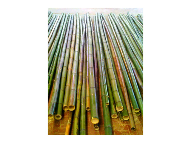 Vendo  canne di bambù bambu aventi diametro da 1 cm. fino a 11 cm.