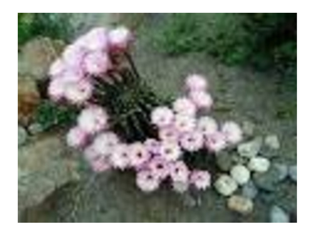 CACTUS Equinopsis multi Fiori grandi continui profumati