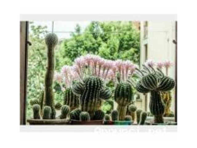 CACTUS Equinopsis multi Fiori grandi continui profumati