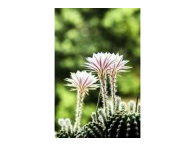 CACTUS Equinopsis multi Fiori grandi continui profumati