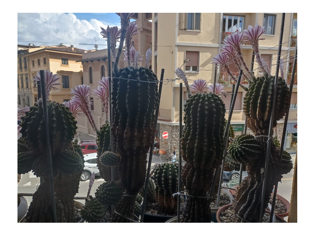 CACTUS Equinopsis multi Fiori grandi continui profumati