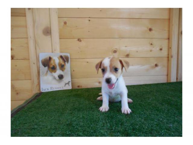 Jack Russell Terrier “DEL LEONE ITALIANO” ric. ENCI ed FCI