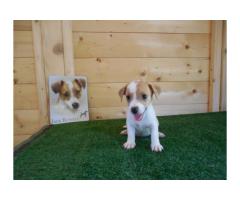 Jack Russell Terrier “DEL LEONE ITALIANO” ric. ENCI ed FCI
