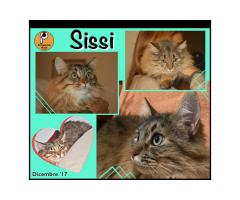 Protezione Micio Onlus: ADOZIONE del CUORE gatta Sissi