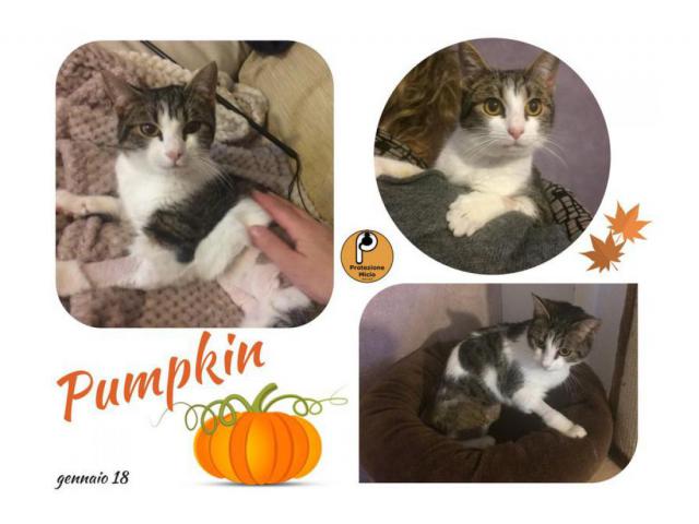 Protezione Micio Onlus: adozione gatta Pumpkin