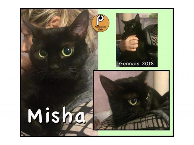 Protezione Micio Onlus: adozione gatta Misha