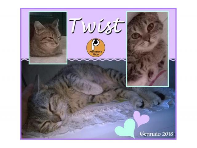 Protezione Micio Onlus: adozione gattina Twist