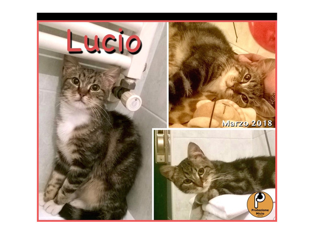 Protezione Micio Onlus: adozione gattino Lucio