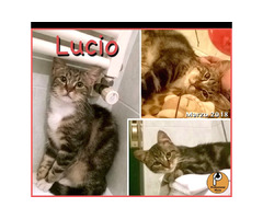 Protezione Micio Onlus: adozione gattino Lucio